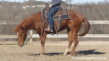 Tunderjuice - beautiful reining jog, lope-offs, big stops, no hands spins! - ValleyViewRanch.net
