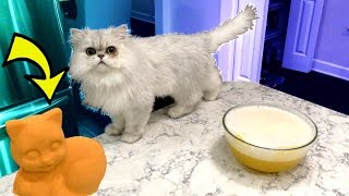 PRANKING OUR CAT WITH A CAT BATH BOMB!!!