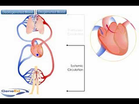 Systemic and Pulmonary Circulation - YouTube