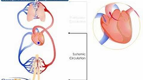 Systemic and Pulmonary Circulation