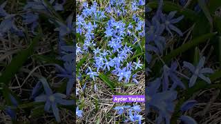 Ayder Yaylası Çiçekleri Resimi