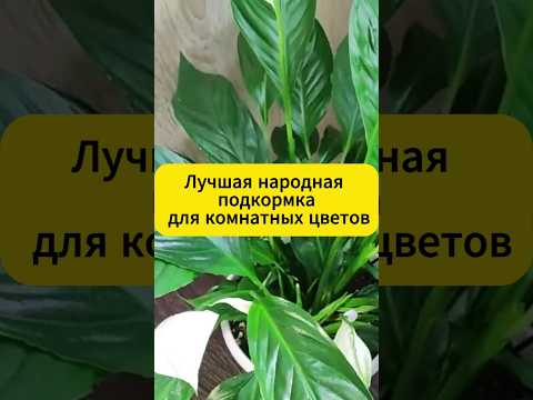 Лучшая подкормка для комнатных цветов! #комнатныерастения #комнатныецветы #подкормка #садоводство