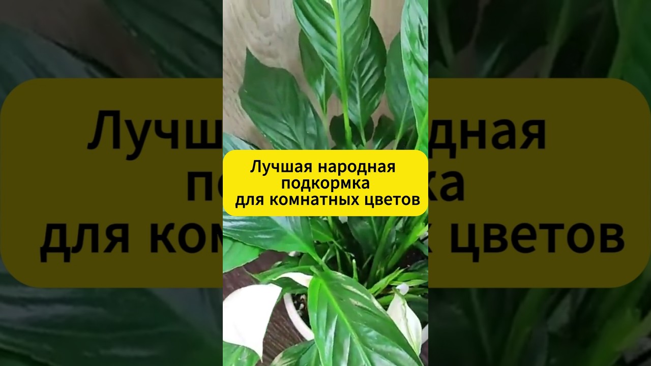 Лучшая подкормка для комнатных цветов! #комнатныерастения #комнатныецветы #подкормка #садоводство