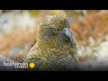Kea Behavior and Characteristics
