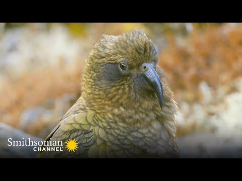 The Highly Intelligent New Zealand Alpine Parrot 🦜 Into the Wild New Zealand | Smithsonian Channel