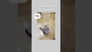 ดีกันนะ.. #แมวน่ารัก #cat #แท็กแฟน #tagsomeone