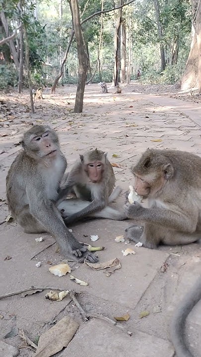 Komaneka At Monkey Forest Reviews monkeyvillage babyanimal animals one-piece-image-3919332-zerochan-anime-image-board