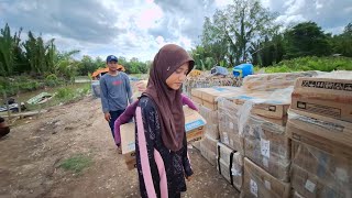 Download Lagu HARI KE TIGA PEMBAGIAN BERAS SELAMA TIGA BULAN TRANSMIGRAN BARU LOKAL TRANSMIGRASI TANJUNG BUKA SP10 MP3