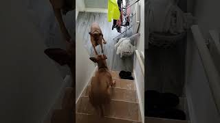 Rhodesian Ridgeback are a crazy breed. Anytime Anywhere is playtime