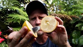 Homestead Harvest Abiu Fruit