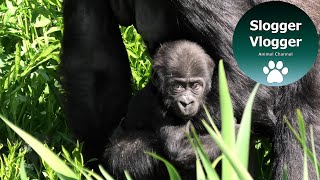 Gorilla Touni Is Showing Her Baby Born In Lockdown