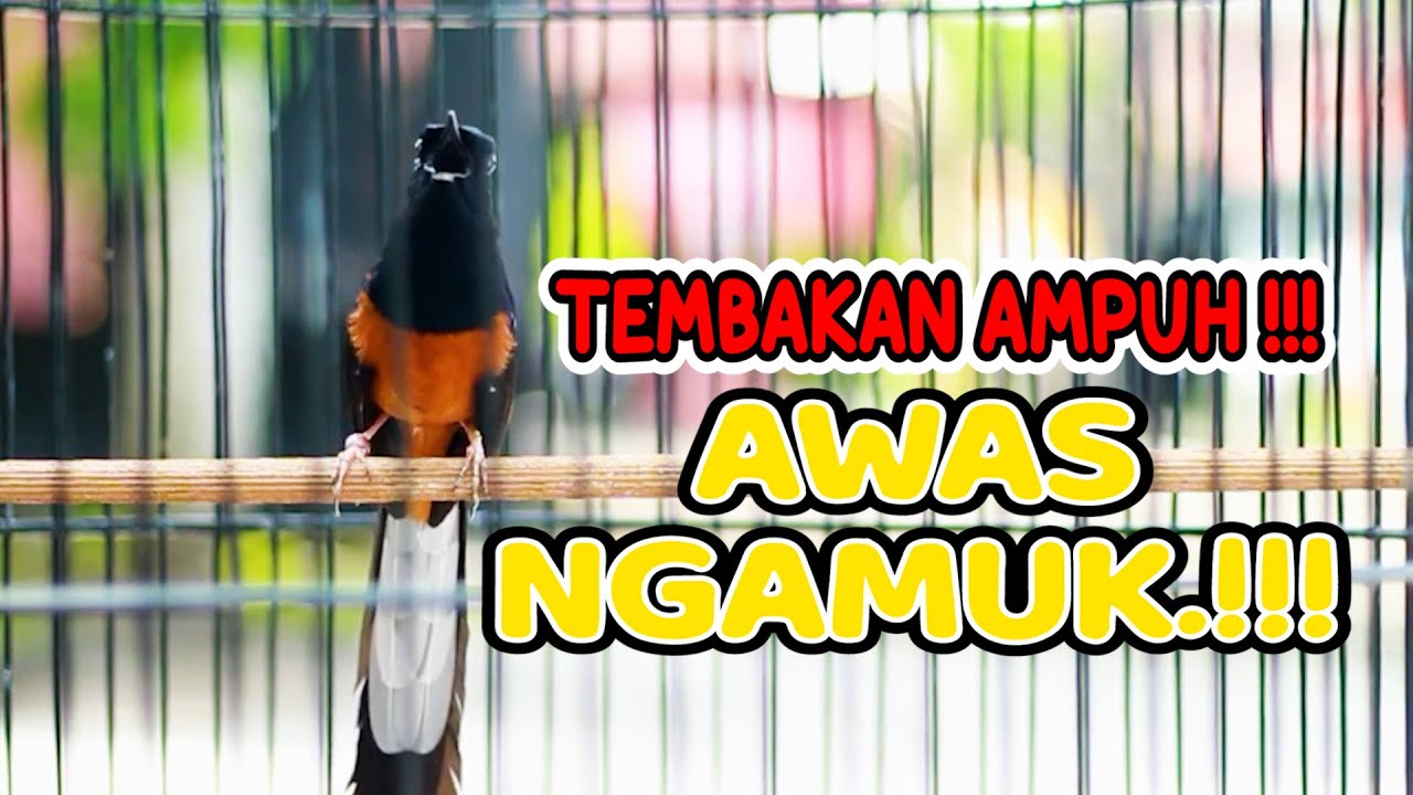 MASTERAN TEMBAKAN PANJANG MURAI BATU GACOR, COCOK UNTUK MASTERAN MURAI BATU MUDA MUDAH DITIRUKAN