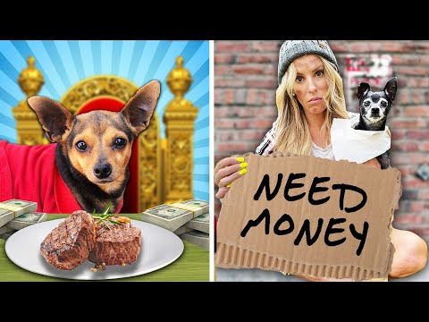 RICH DOG VS BROKE DOG - PawZam Dogs