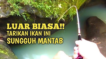 Uhuy babonya kena!! Mancing ikan wader teknik pelampung spot pegunungan tak terjamah mantab