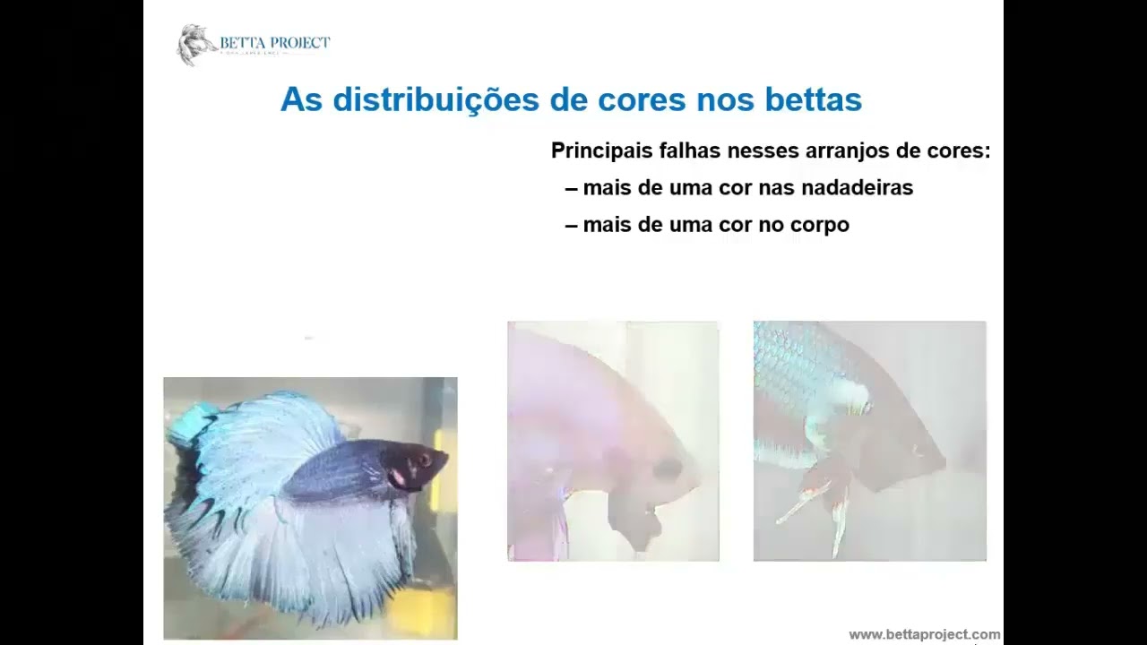 Bettas de linhagem Sólidos e Bicolores: características técnicas e principais falhas nestes arranjos