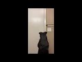 Dog trying to open bathroom door after owners pretended they are leaving