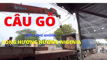 Rút 2 Chú Khủng Long Hương Nigenia , Sập gỗ một tấm | Nguyễn Văn Cương