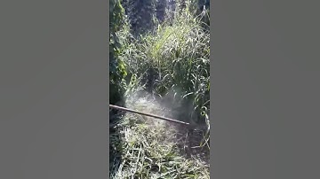 Bát Cước Cải Tiến1986 - Phát Cỏ Cà Phê Hiệu Quả