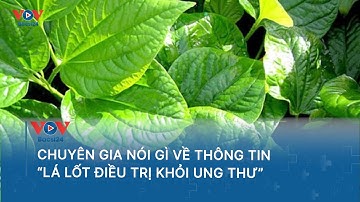 Chuyên Gia Nói Gì Về Thông Tin "Lá Lốt" Điều Trị Khỏi Ung Thư