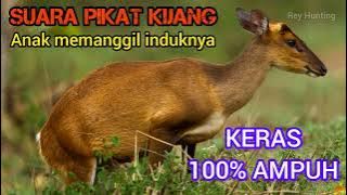 SUARA ANAK KIJANG.‼️‼️