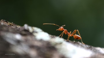 Macro : Reverse ring