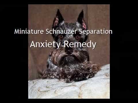 miniature schnauzer separation anxiety