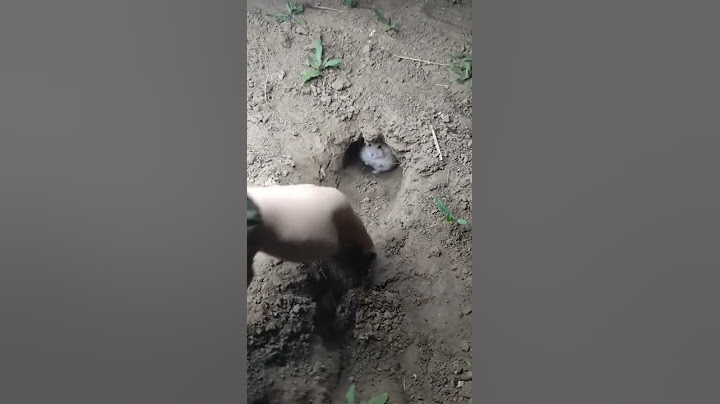 очень милый хомячок🥺♥️