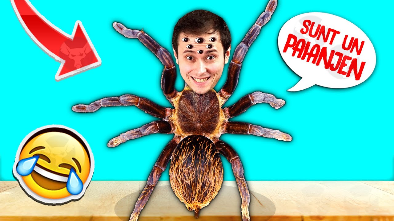 SUNT un PAIANJEN in CASA ! Ce?