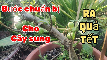 Bước chuẩn bị cho cây sung ra quả đúng Tết 