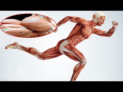 Video: Ipertrofia Muscolare: La Scienza E I Passaggi Per Costruire Il Muscolo
