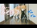 【体格差にガクブル】フレブルの子犬ゴールデンレトリバーに遊びを挑む
