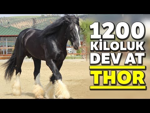 Video: Sorraia atı
