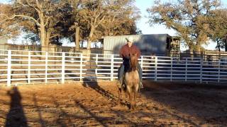 Smart Little Peek Red Roan Gelding Son of Peeka Pep 112311_139_0118.MOV
