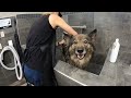 Dog wash for tikka at pet valu