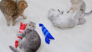 A Fight Has Broken Out The Battle Over The Kicker Toy Is Intense.