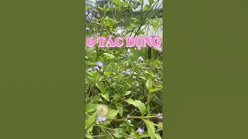 CÂY CỨT LỢN NGHE TÊN THỐI NHƯNG LẠI THẦN KỲ! #suckhoelanda #short