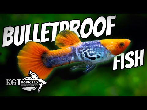 I Dare You To Try To Kill These Fish!