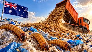 Australia Releases Millions of Hungry Worms Into Plastic Trash — What Happens Next Shocks Scientists screenshot 4