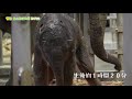 【東山動植物園公式】アジアゾウの赤ちゃん誕生しました！《 アジアゾウ　ゾウ 》成長記（1）