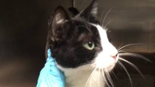 Feisty (A0919576)