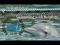 Правда о «Плавании с Дельфинами»