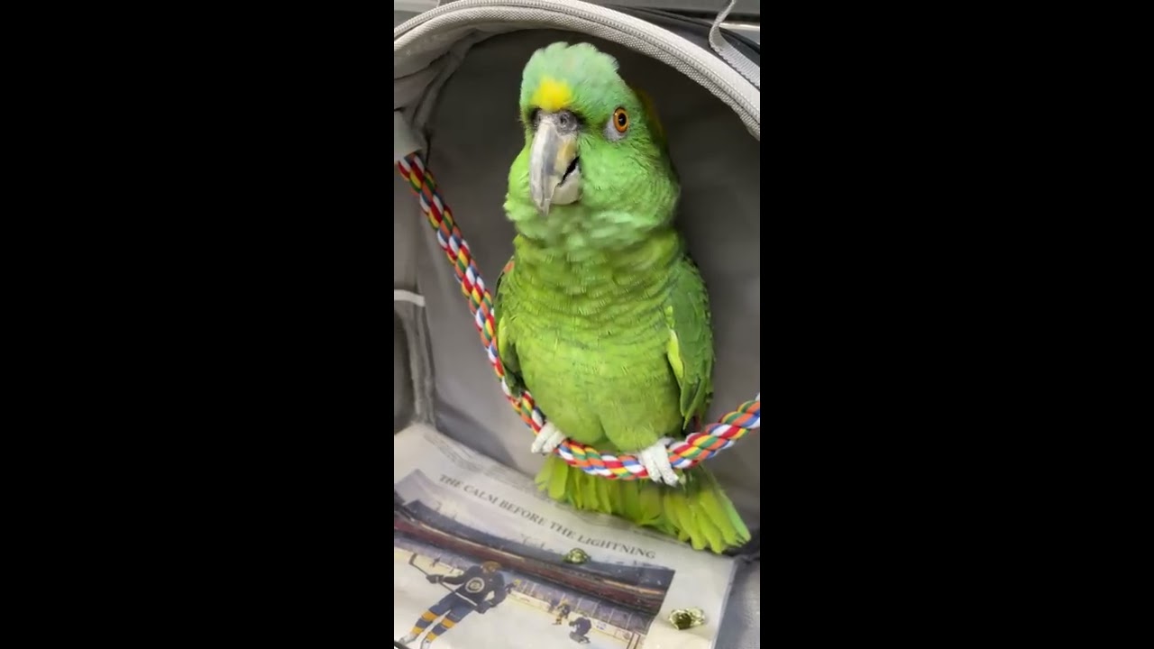 Bad Boys Bird ViralHog