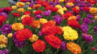 The Albany Tulip Festival in New York, USA