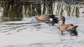 Breeding Duck Survey - NDGNF - 06-04-2020