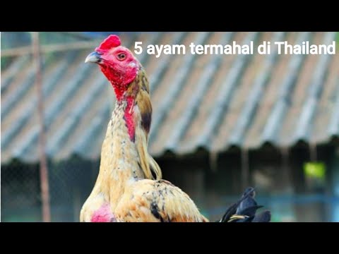 5 ayam termahal di Thailand