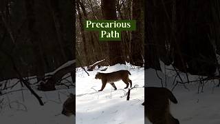 Precarious Path: Predator & Prey   #predator #prey #nature
