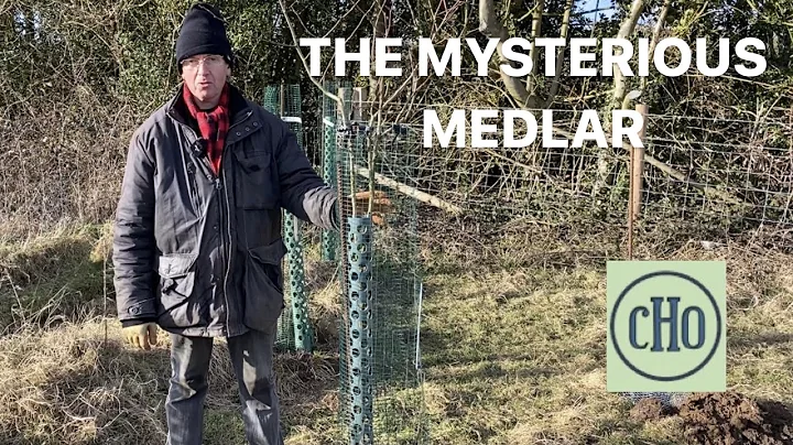 The Mysterious Medlar