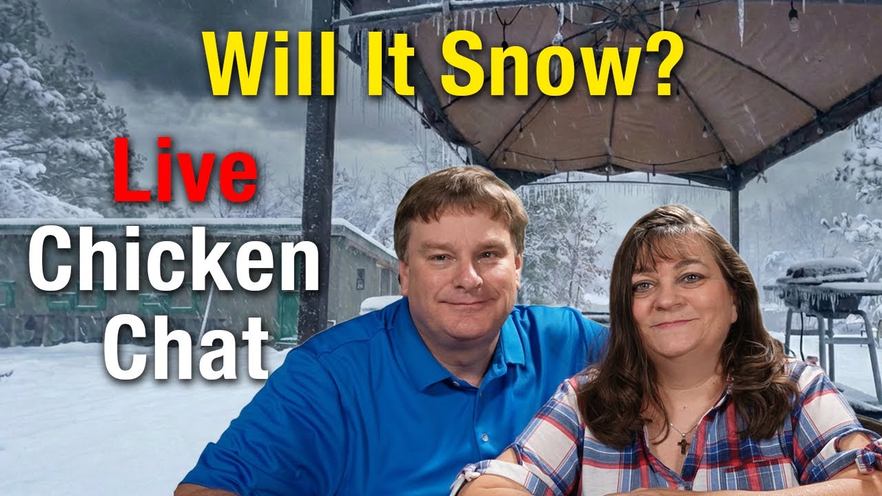 Chicken Chat: Will It Snow In Mississippi? Did we fix the The Rooster Crisis (Live)