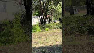 Land clearing!! All it takes is one limb at a time!! Subscribe to see more!