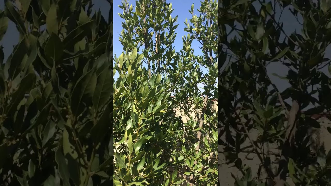 Лавровый ЛИСТ! Как растёт в природе у меня на участке.